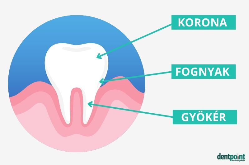 A fognyak foganyagának sérüléseit fognyaki töméssel lehet javítani.