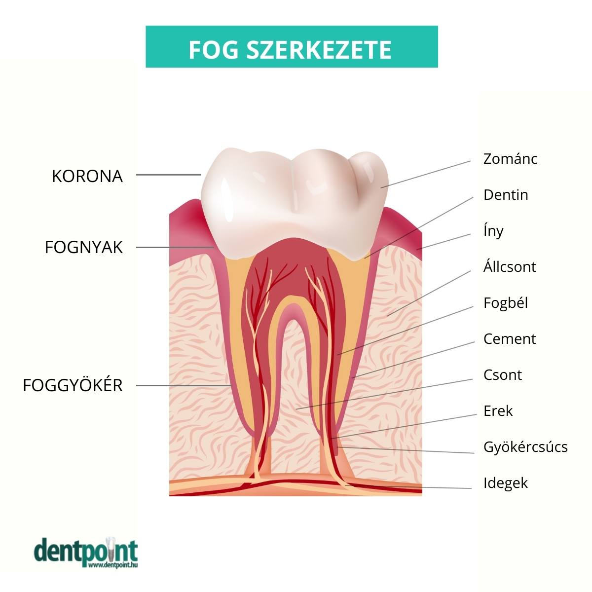 A fogzománc a fog külső részén található