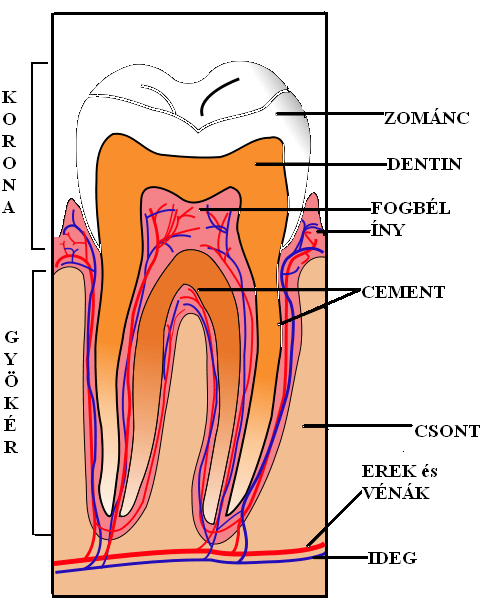 A fogszuvasodás megállítása a betegség korai szakaszában lehetséges.
